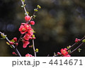 3月　ボケ・バラ科19
