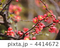 3月　ボケ・バラ科20