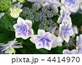 紫陽花 「コンペイトウ」