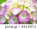 紫陽花