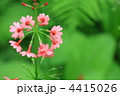 クリンソウ