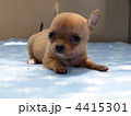 微笑むチワワの子犬