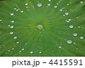 睡蓮と水滴