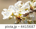 李（スモモ）の花