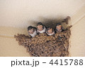 ツバメの子育て