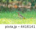 ノドアカツグミ