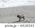 海岸の犬
