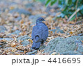 カラスバト