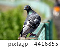 落合川　新落合川付近　鳩の休憩