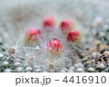 ルビーの予言　開花の秒読み開始　開花したらどんな言葉が聞けるのか