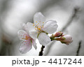 四季桜