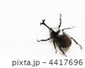 カブトムシ