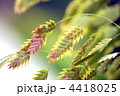 ワイルドオーツ（宿根小判草）