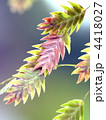 ワイルドオーツ（宿根小判草）