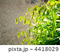 ワイルドオーツ（宿根小判草）