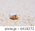 ヤドカリ ヤドカリ