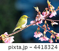 桜にとまるメジロ