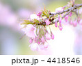 大寒桜