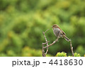 カヤクグリ