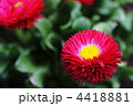 デージー