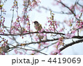 河津桜