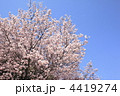 4419274