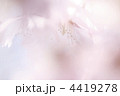 4419278