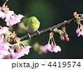 めじろ