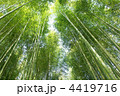 緑の竹林