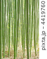 竹林