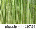 緑の竹林