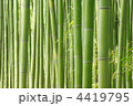 緑の竹林