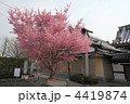 長徳寺のオカメザクラ