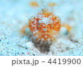 カエルアンコウ