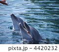 イルカの訓練