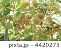 キウイフルーツの果樹園 キウイフルーツの果樹園