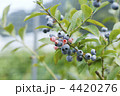 ブルーベリー畑 ブルーベリー畑