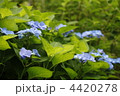 紫陽花 紫陽花