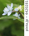 紫陽花 紫陽花