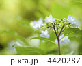 紫陽花 紫陽花