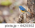 お立ち台のルリビタキ 4420302
