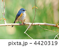 止まり木のルリビタキ 4420319