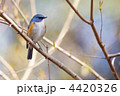 止まり木のルリビタキ