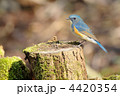 お立ち台のルリビタキ 4420354