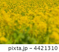 菜の花満開