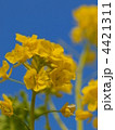 菜の花と青い空