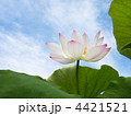 蓮