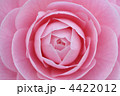 乙女椿