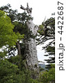 屋久千年杉　仏陀杉