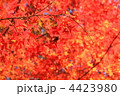 もみじ